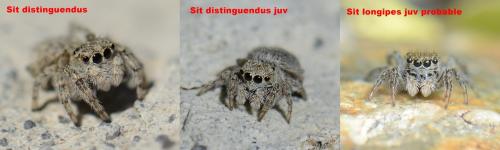 Aelurillus sp.